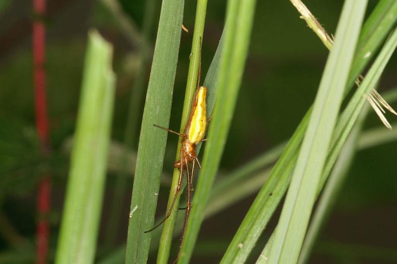 Tetragnatha_extensa_D5078_Z_89_Canal du Nivernais_Frankrijk.jpg